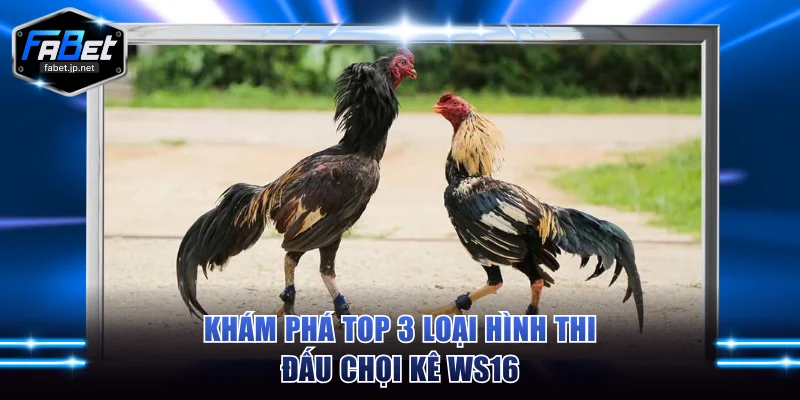 Khám phá top 3 loại hình thi đấu chọi kê WS168